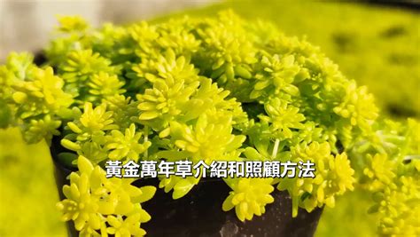 黃金萬年草花語|黃金萬年草